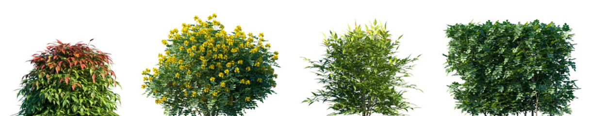 Set of Nandina domestica and Coronilla glauca isolated png on a transparent background perfectly cutout