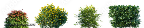 Set of Nandina domestica and Coronilla glauca isolated png on a transparent background perfectly cutout