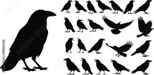 Raven and crow silhouette set in various poses, black bird vector collection isolated on white background for design