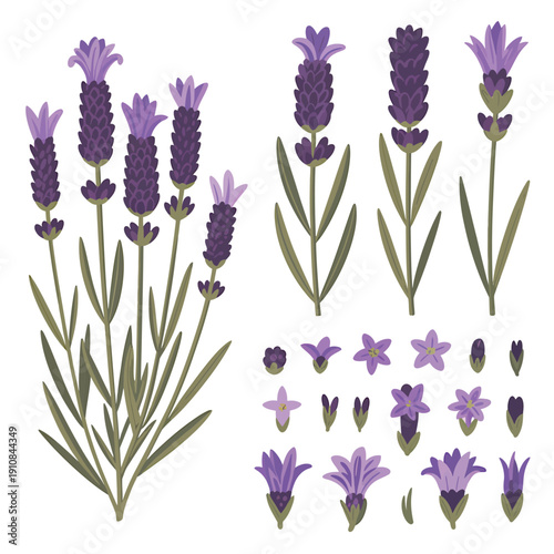 A collection of lavender sprigs flowers and individual buds shown in detail