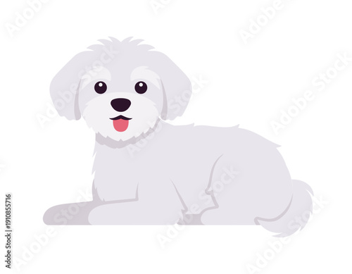 Maltese affectionate toy dog, white funny puppy lying pose. Small compact breed playful lovely pet, charming and affectionate friend, well groomed hair. Vector flat style cartoon illustration