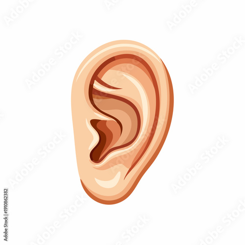 Cartoon illustration of a human ear, showing the anatomical structure.