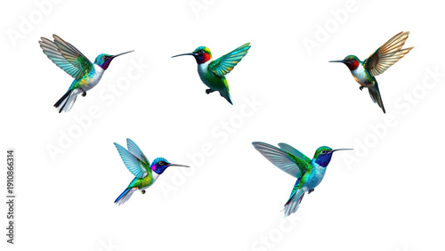 a collection of colorful and beautiful hummingbird species