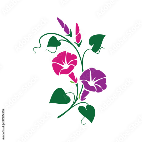 A vector illustration of a Morning Glory flower