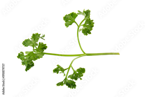 parsley fresh herb isolated on a transparent background