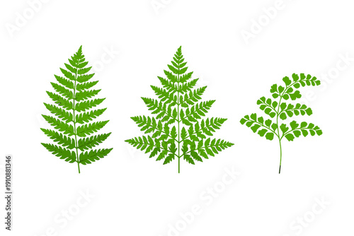 An illustration featuring three distinct green fern fronds arranged horizontally on a black backdrop. Each leaf displays unique botanical structures and intricate pinnate patterns.