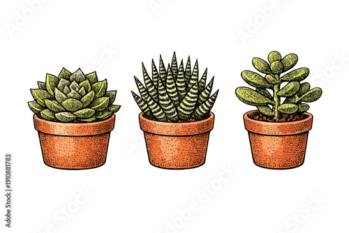 An illustration of three distinct succulent varieties in orange clay pots. The set includes a rosette-shaped plant, a striped zebra cactus, and a jade plant on a black background.