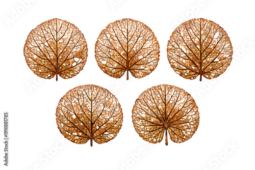 Five brown skeletonized leaves are arranged in two rows against a solid black background. The intricate vein patterns and delicate structures of the dried foliage are clearly visible.
