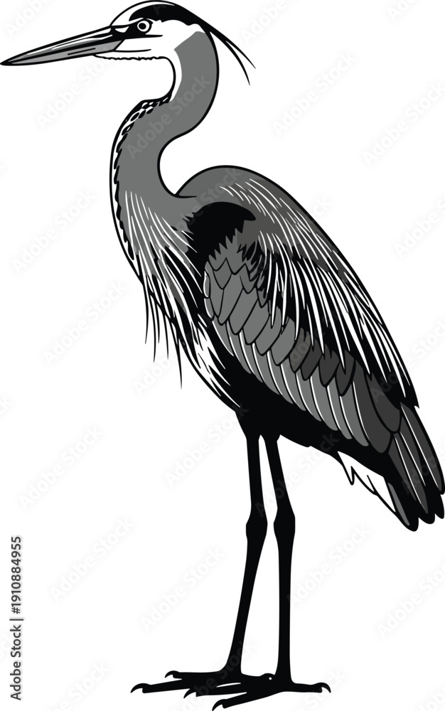 Obraz premium Heron bird vintage engraving illustration, elegant waterbird wildlife vector, black and white nature animal design, classic ornithology artwork detailed style