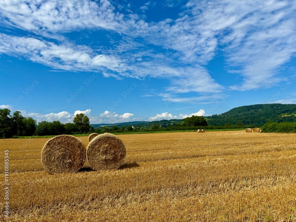 Fototapeta premium hay bales in the field
