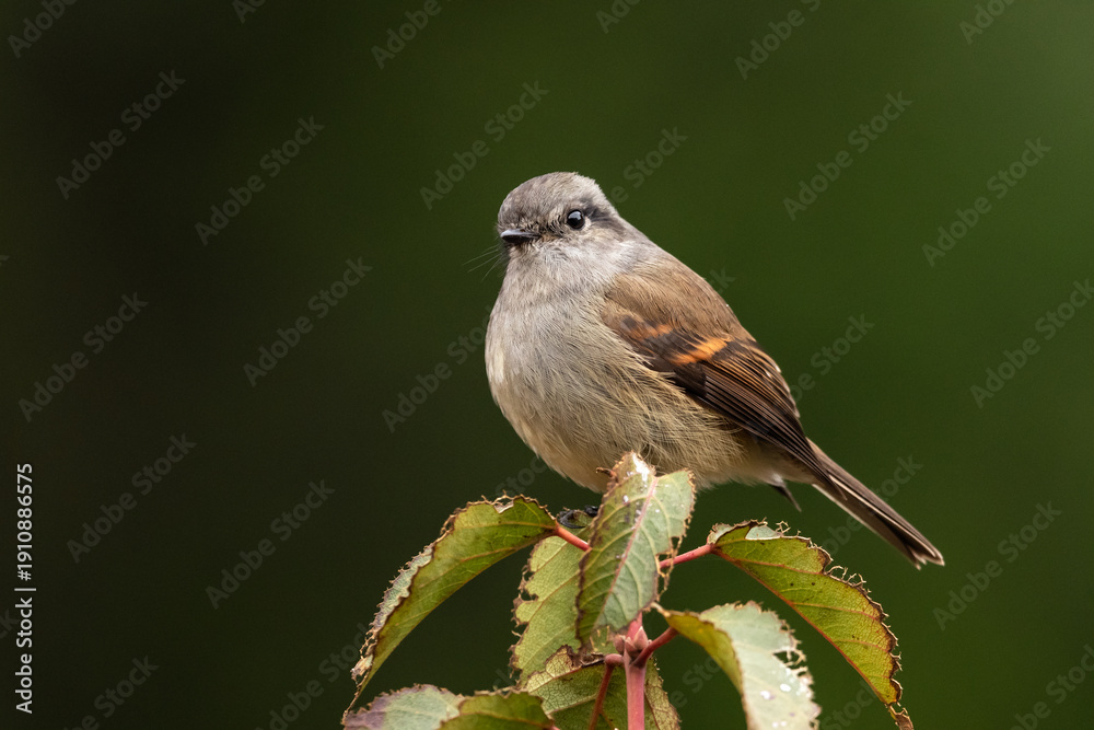 Obraz premium Viudita (Colorhamphus parvirostris) posada sobre rama con fondo verde desenfocado en Chile