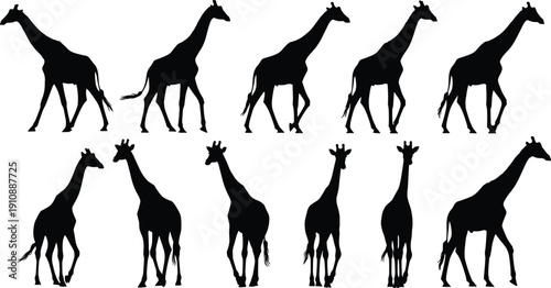 Silhouette of giraffes walking and standing set isolated on white background for safari design elements wildlife vector illustration African animal collection for graphics