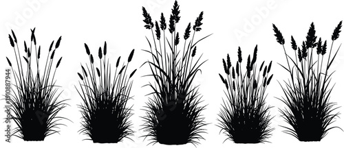 Set of wild pampas grass and meadow reed silhouettes in flat black style for nature landscaping, outdoor garden design, and rural countryside environment concepts.