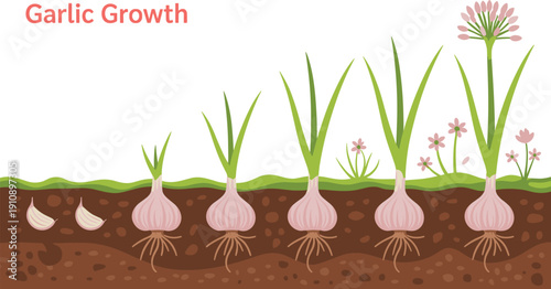 Vector illustration showing the complete growth life cycle of garlic from cloves to sprouted bulbs and flowering plants.