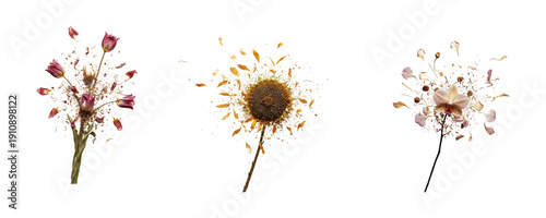 Set of exploding floral blooms with fragmented tulip, sunflower and orchid petals, particle effects