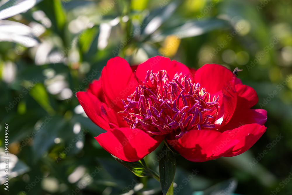 Obraz premium Herbaceous peony Walter Mains in flowers garden