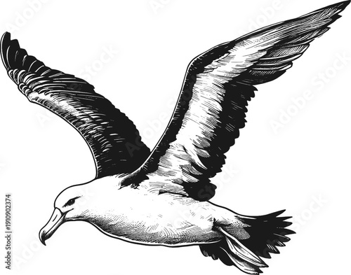Soaring Albatross – Detailed Black and White Sketch linework sketch hand drawn pen drawing vector illustration