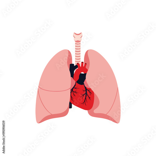 Human Heart and Lungs Anatomy Illustration - Medical Health and Science