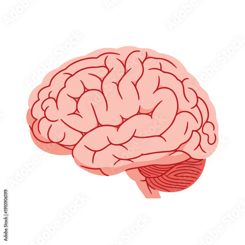 Human Brain Anatomy Illustration Detailed view of the human brain's structure