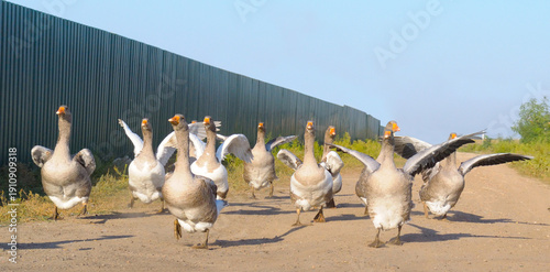 Foto Flock of domestic geese running down a dirt road in the countryside