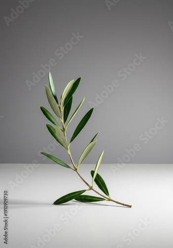 A delicately posed single olive branch with fresh green leaves rests peacefully on a calm, bright surface, symbolizing harmony and quiet reflection ,peace ,symbol ,fresh