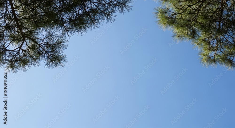 Obraz premium Pine tree branches against a clear blue sky a natural background for summer or outdoor themes with copy space