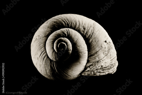 Bilde på lerret escargot