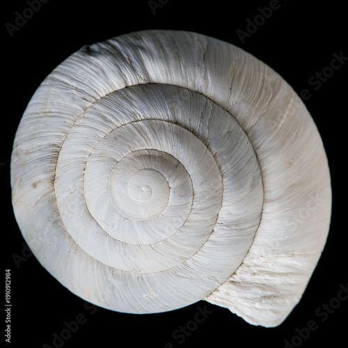 Φωτογραφία escargot