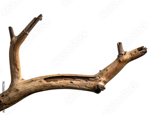 Aged weathered wood branch with visible grain texture and hollows
