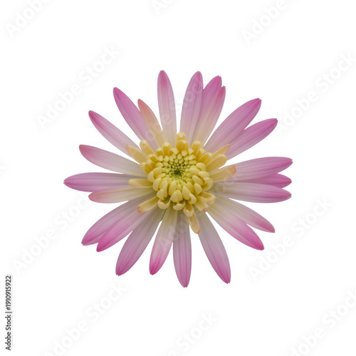 Pink and yellow flower petals center isolated on a transparent background