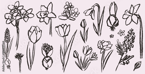 Grunge charcoal or chalk spring summer flower collection. Vector illustration of ink hand drawn wild and garden herbs set. Wax crayon drawings. Floral silhouette elements for scrapbook and collage.