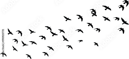 Vector illustration of flock of birds silhouettes, dynamic flying formation for creative design, decoration, branding, migration theme, and artistic inspiration