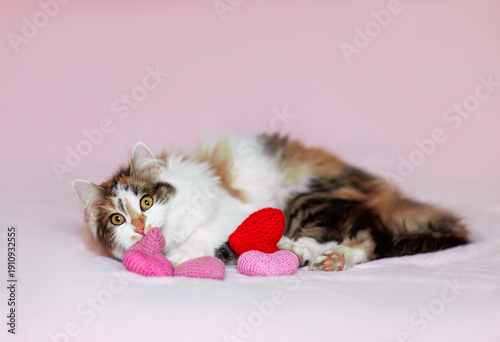 portrait of a fluffy playful cat lying on a pink background with red hearts i...