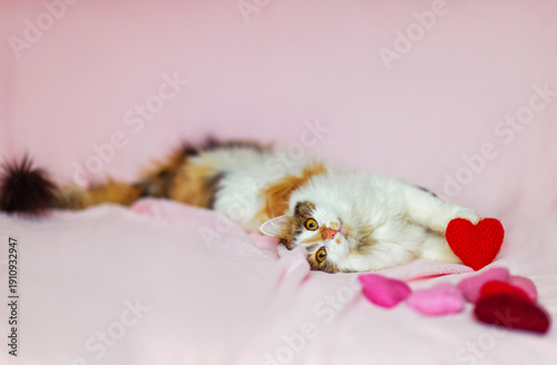 portrait of a fluffy playful cat lying on a pink background with red hearts i...