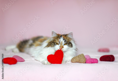 portrait of a fluffy playful cat lying on a pink background with red hearts i...