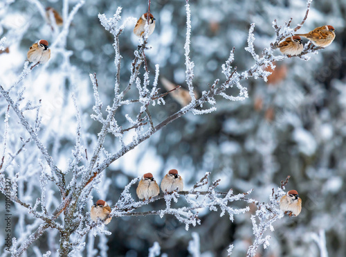 A flock of funny birds sparrows sitting on branches covered with frost crysta...