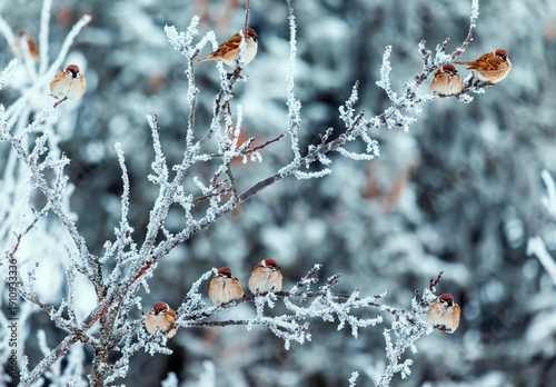 A flock of funny birds sparrows sitting on branches covered with frost crysta...