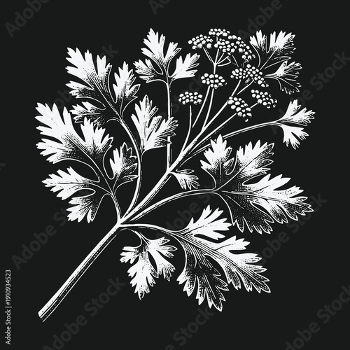 Botanical Illustration of Parsley: A Detailed White on Black Design.