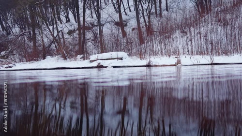 Swans swimming in winter river near waterfall