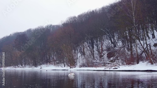 Swans swimming in winter river near waterfall