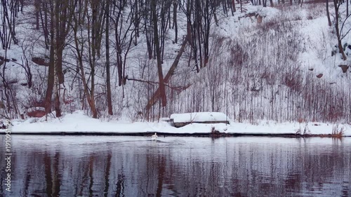 Swans swimming in winter river near waterfall