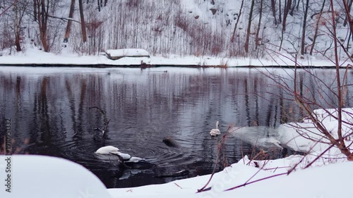 Swans swimming in winter river near waterfall