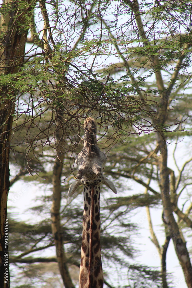 Fototapeta premium Giraffe eating among acacia woodland at Lake Naivasha, Kenya safari nature