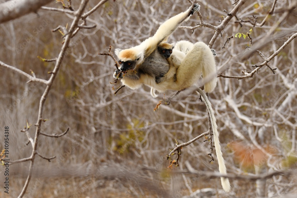 Naklejka premium Golden-crowned Sifaka (Propithecus tattersalli), also called Tattersall's Sifaka, foraging on leaves while carrying a juvenile near Camp Tattersalli, Loky Manambato Protected Area, Madagascar