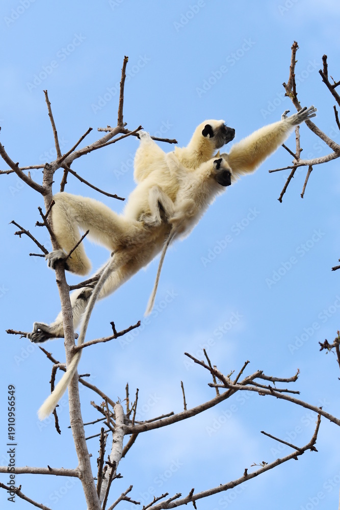 Obraz premium Golden-crowned Sifaka (Propithecus tattersalli), also called Tattersall's Sifaka, with a juvenile moving on a tree near Camp Tattersalli, Loky Manambato Protected Area, close to Daraina, Madagascar