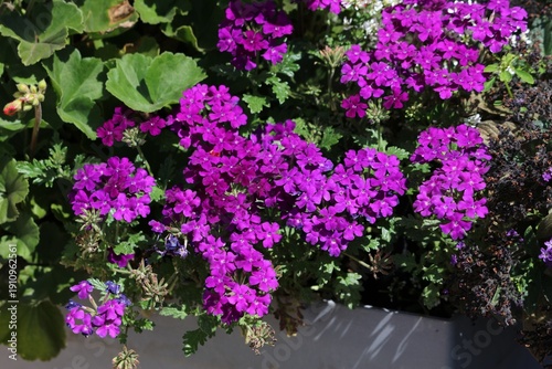 Wallpaper Mural Balcony gardening in Poland. Purple verbena flowers in a balcony container. Torontodigital.ca