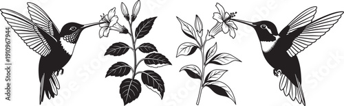 Graceful Hummingbirds Feeding on Nectar from Delicate Flowers, Detailed Black and White Silhouette Vector Illustration for Nature and Wildlife Designs.