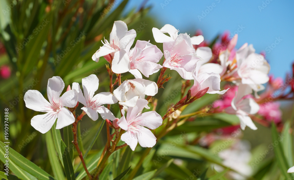 Fototapeta premium Oleanderblüten