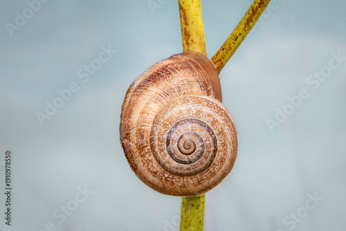Quadro su tela Caracol terrestre sobre vegetación