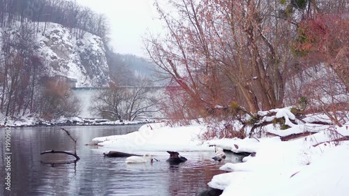 Swans swimming in winter river near waterfall
